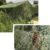 RED DE CAMUFLAJE SOMBRA 3X6M
